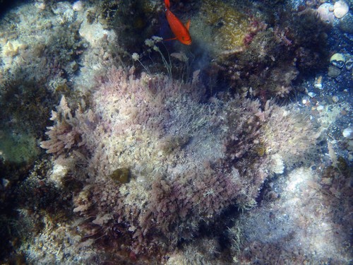 Asparagopsis taxiformis