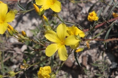 Linum ucranicum