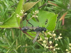 Isodontia nigella