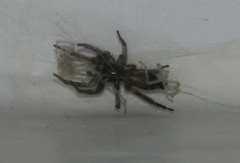 Poecilochroa