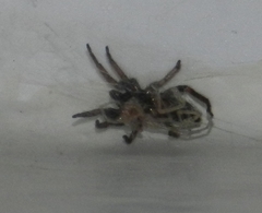 Poecilochroa