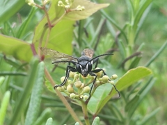 Isodontia nigella