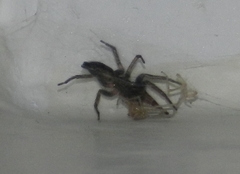 Poecilochroa