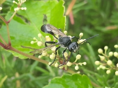 Isodontia nigella