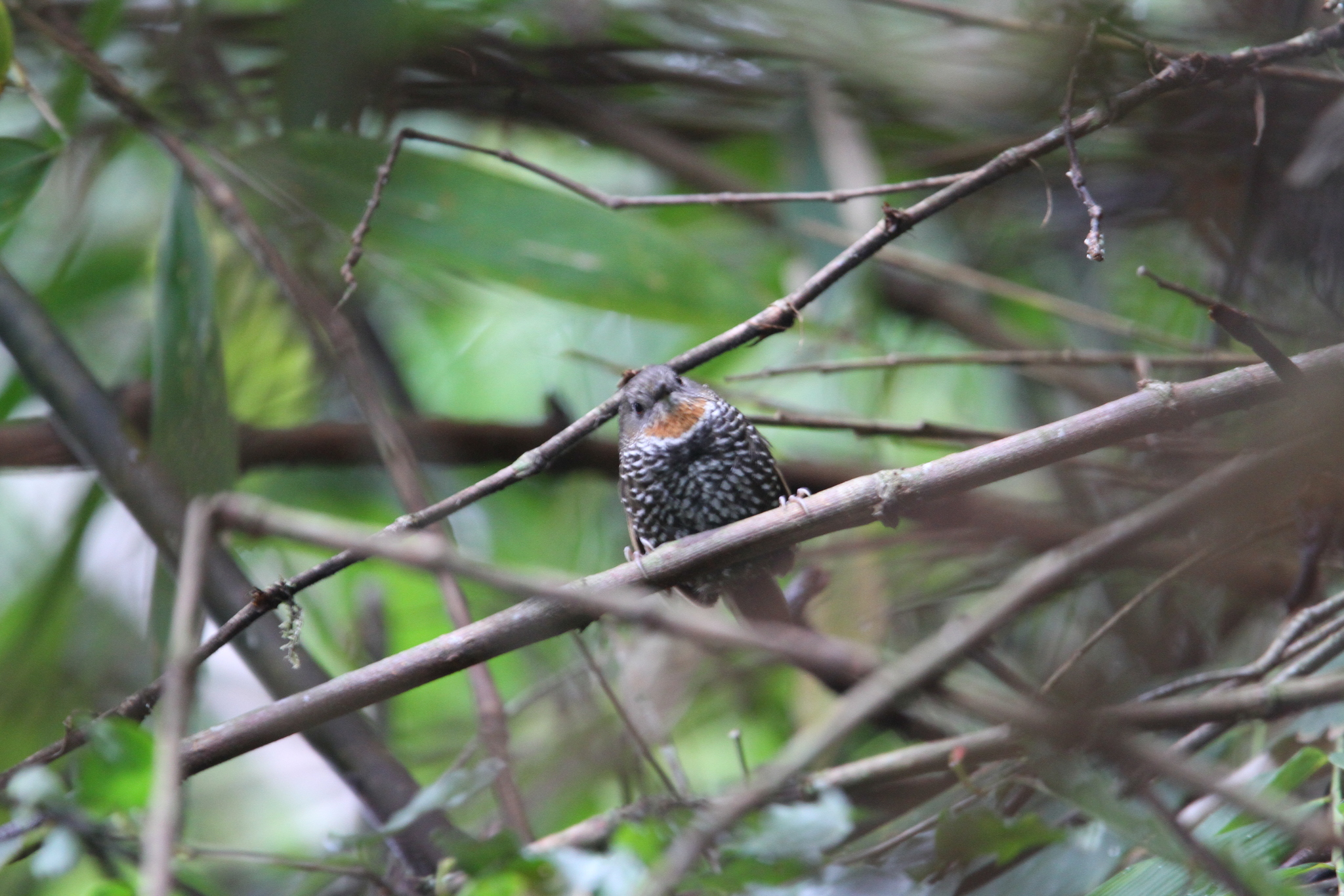 Mishmi Wren-Babbler