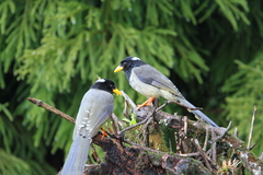 Urocissa flavirostris