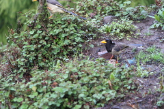 Urocissa flavirostris