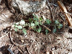 Phacelia hydrophylloides