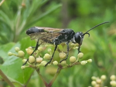 Isodontia nigella