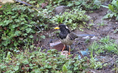 Urocissa flavirostris