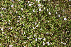 Limosella longiflora