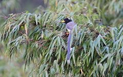 Urocissa flavirostris