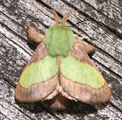 Parasa chloris