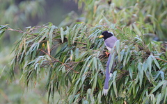 Urocissa flavirostris