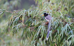 Urocissa flavirostris