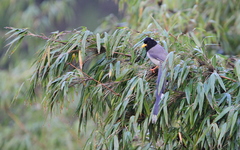 Urocissa flavirostris