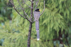 Urocissa flavirostris