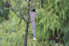 Urocissa flavirostris