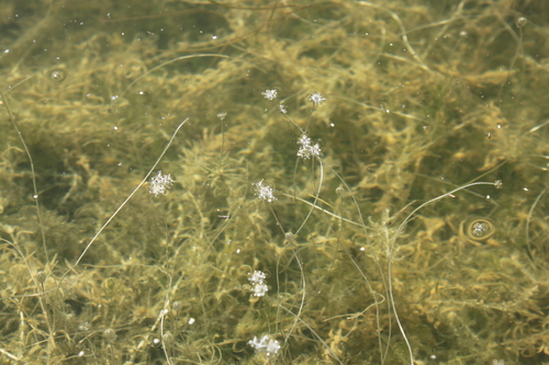 Image of Lagarosiphon muscoides by no rights reserved