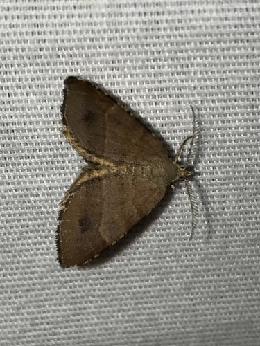 Mellilla xanthometata