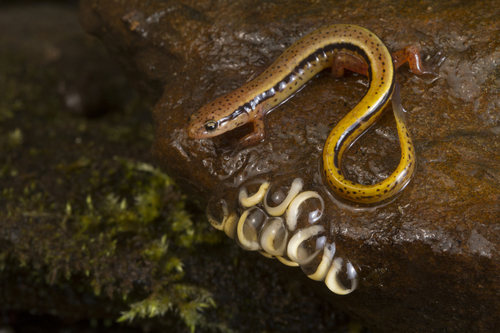 Blue Ridge Two-lined Salamander