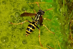 Polistes dominula