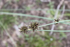 Cyperus marginatus