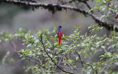 Pericrocotus brevirostris