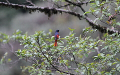 Pericrocotus brevirostris