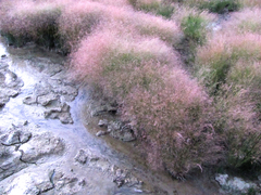 Agrostis scabra