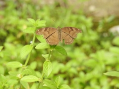 Junonia iphita