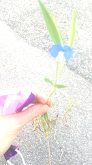 Lathyrus hirsutus