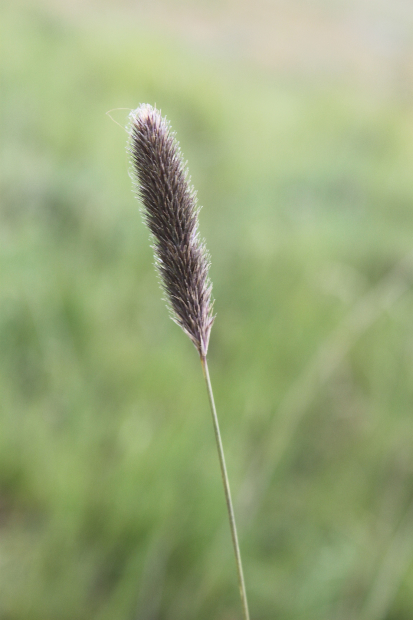 (c) Erwin Sieben, certains droits réservés (CC BY-NC) https://www.inaturalist.org/observations/59035730