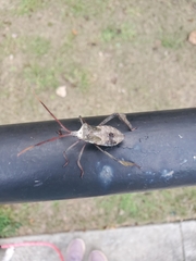 Acanthocephala declivis