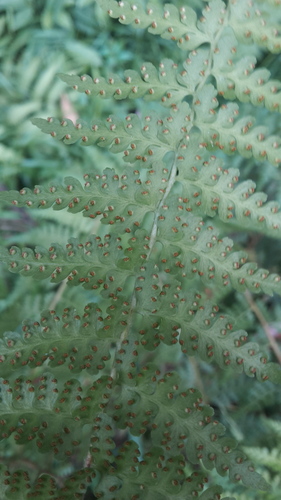 Image of Scaly-Fern (Microlepia hancei) by (c) naturewatchwidow, some rights reserved (CC BY)