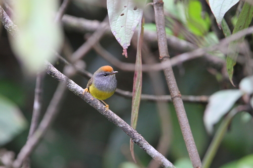 Broad-billed Warbler (Tickellia hodgsoni), photo 5