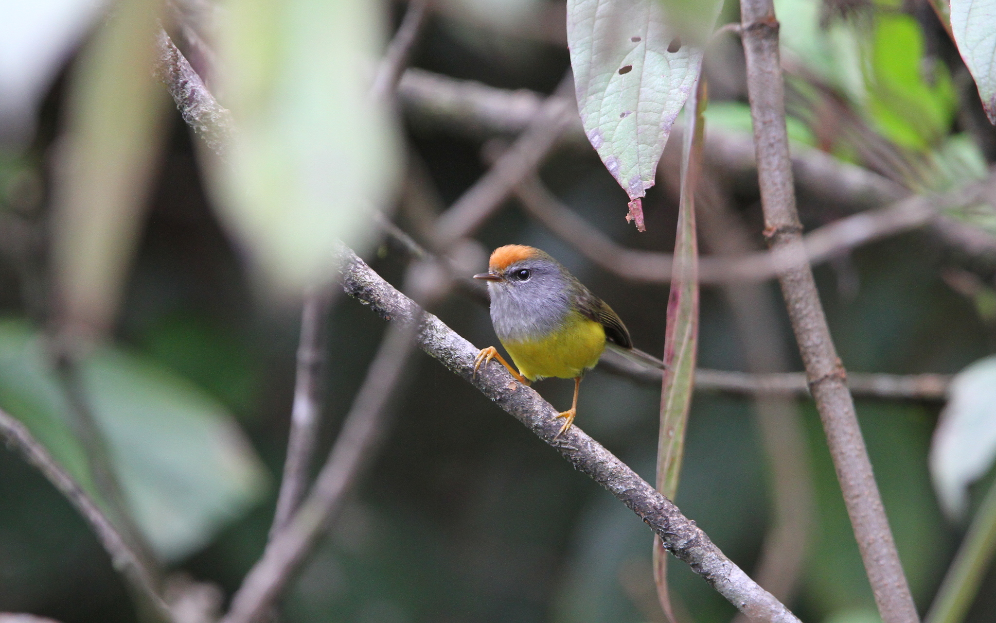 Broad-billed Warbler