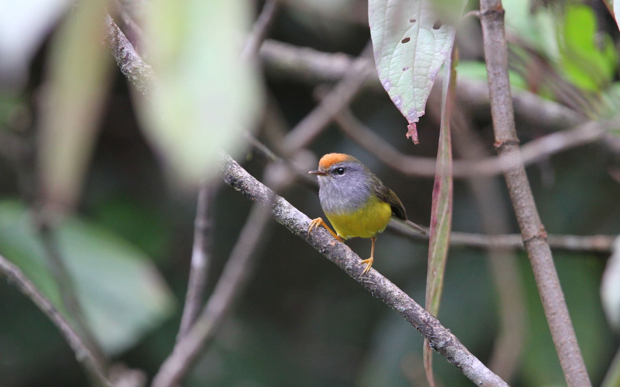 Broad-billed Warbler