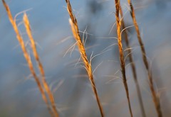 Elymus gmelinii