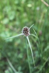 Cyperus teneristolon