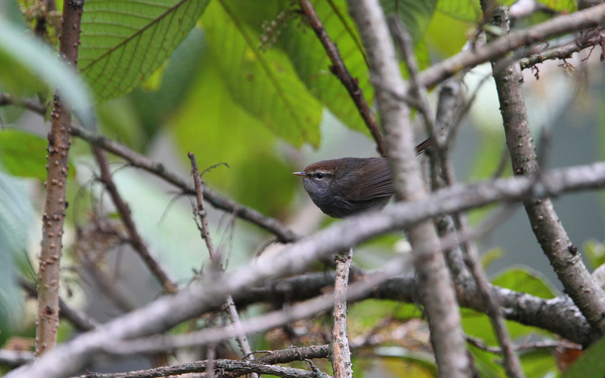 Grey-sided Bush Warbler