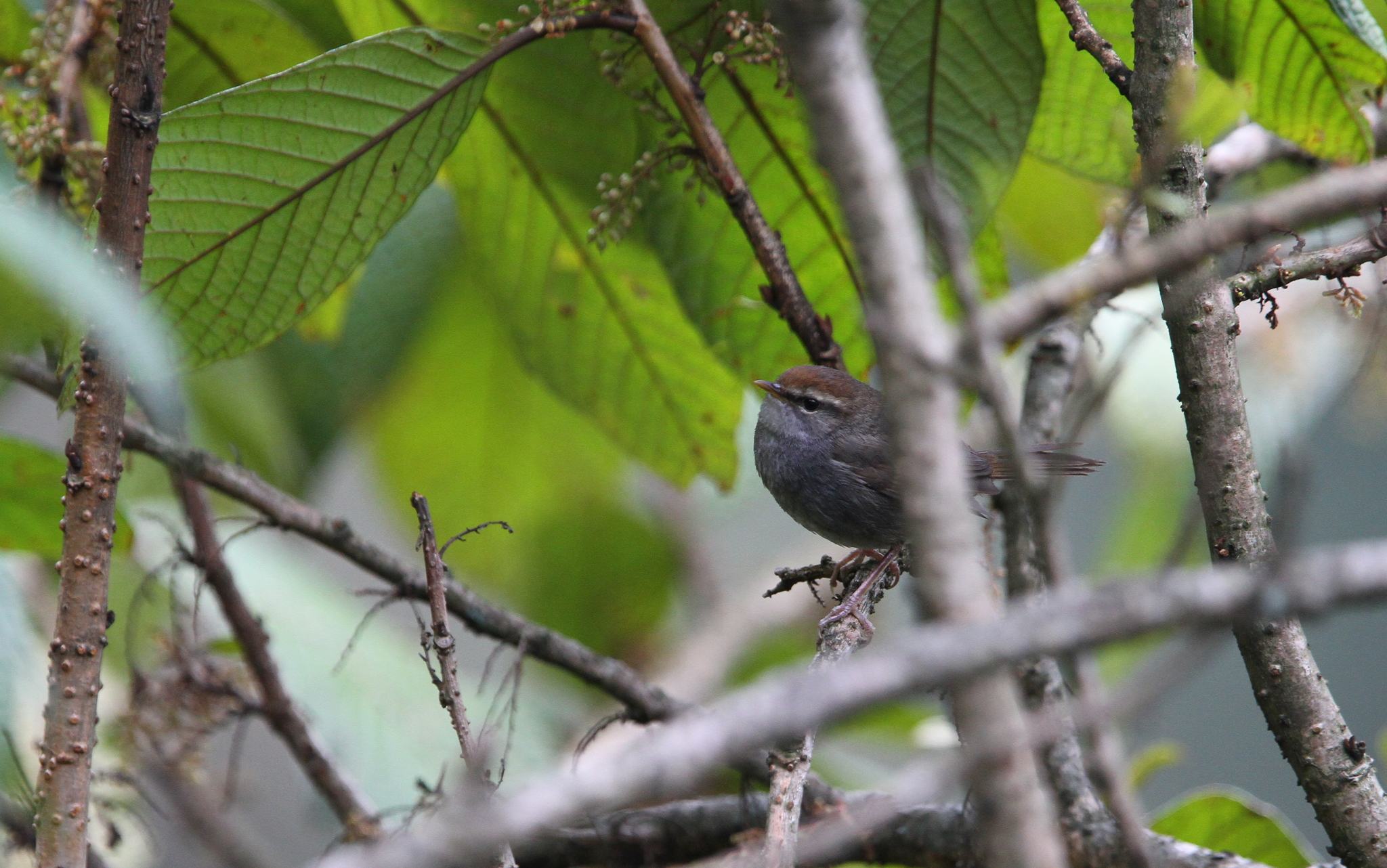Grey-sided Bush Warbler