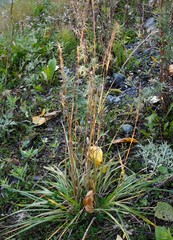 Elymus gmelinii