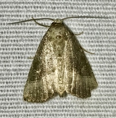 Ogdoconta