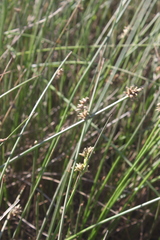 Schoenoplectus decipiens