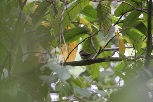 Sapphire Flycatcher (Ficedula sapphira), photo 5