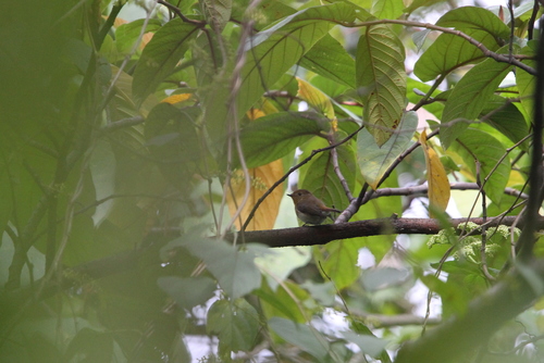 Sapphire Flycatcher (Ficedula sapphira), photo 4