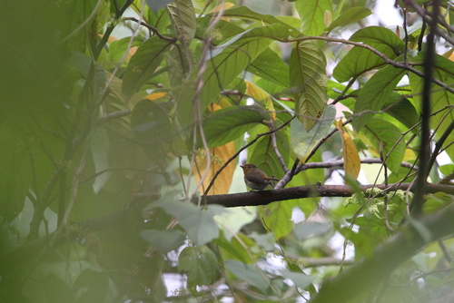 Sapphire Flycatcher (Ficedula sapphira), photo 8