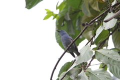 Cyornis unicolor