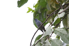 Cyornis unicolor